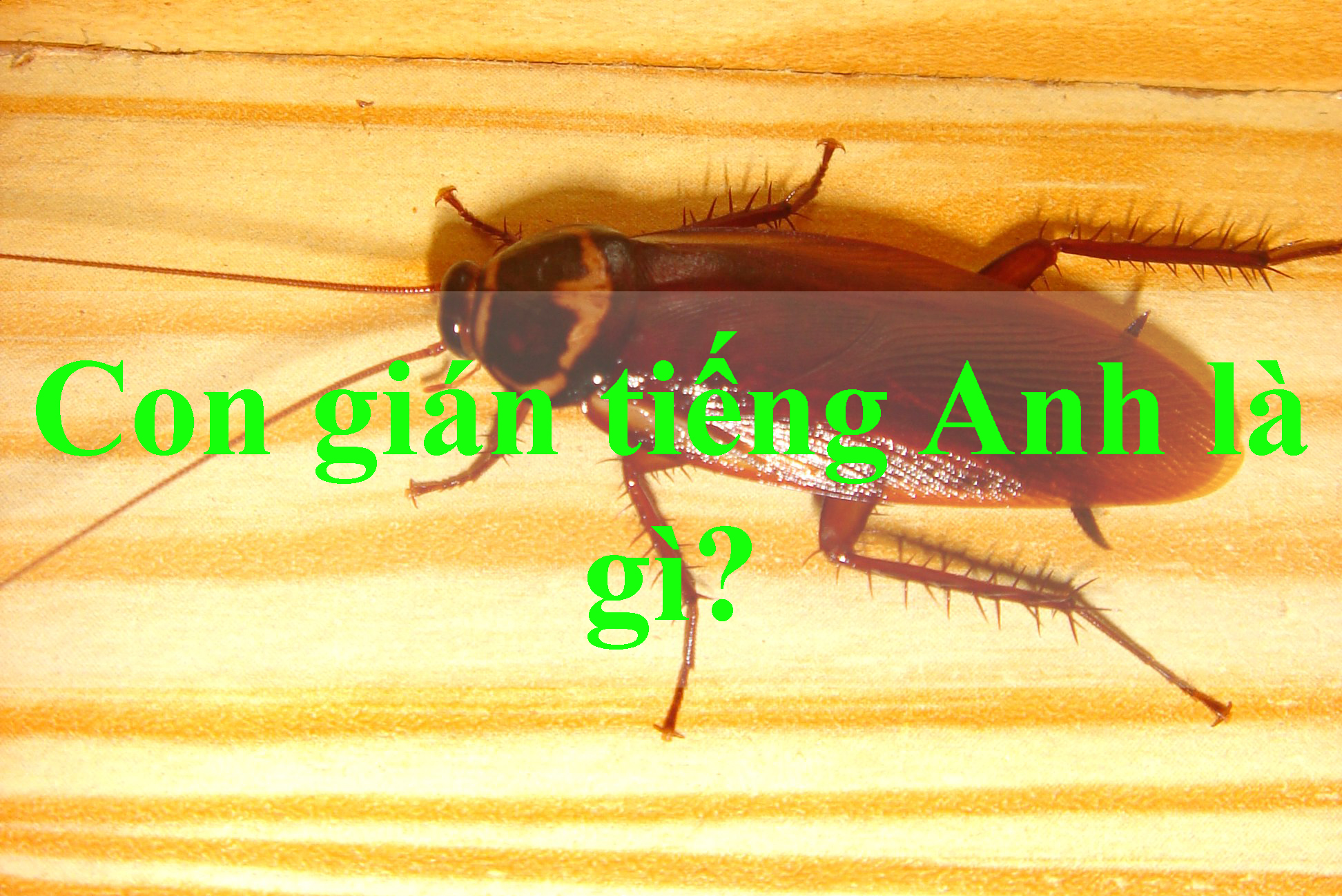 Con gián tiếng Anh là gì