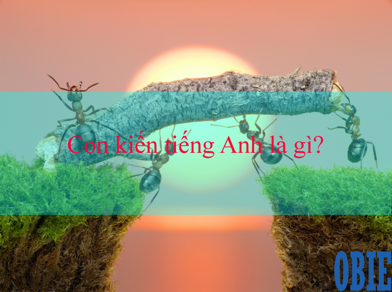 Con kiến tiếng Anh là gì?