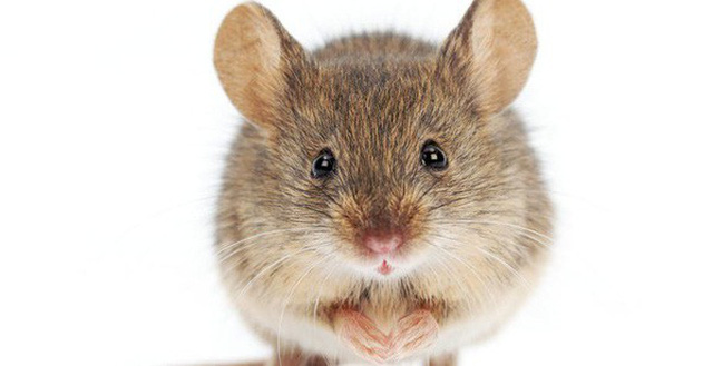 Con chuột tiếng Anh là gì